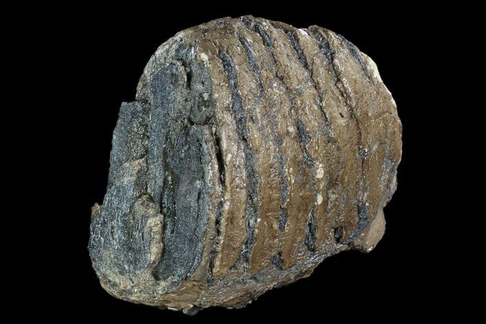 Partial Southern Mammoth Molar - Hungary #123668